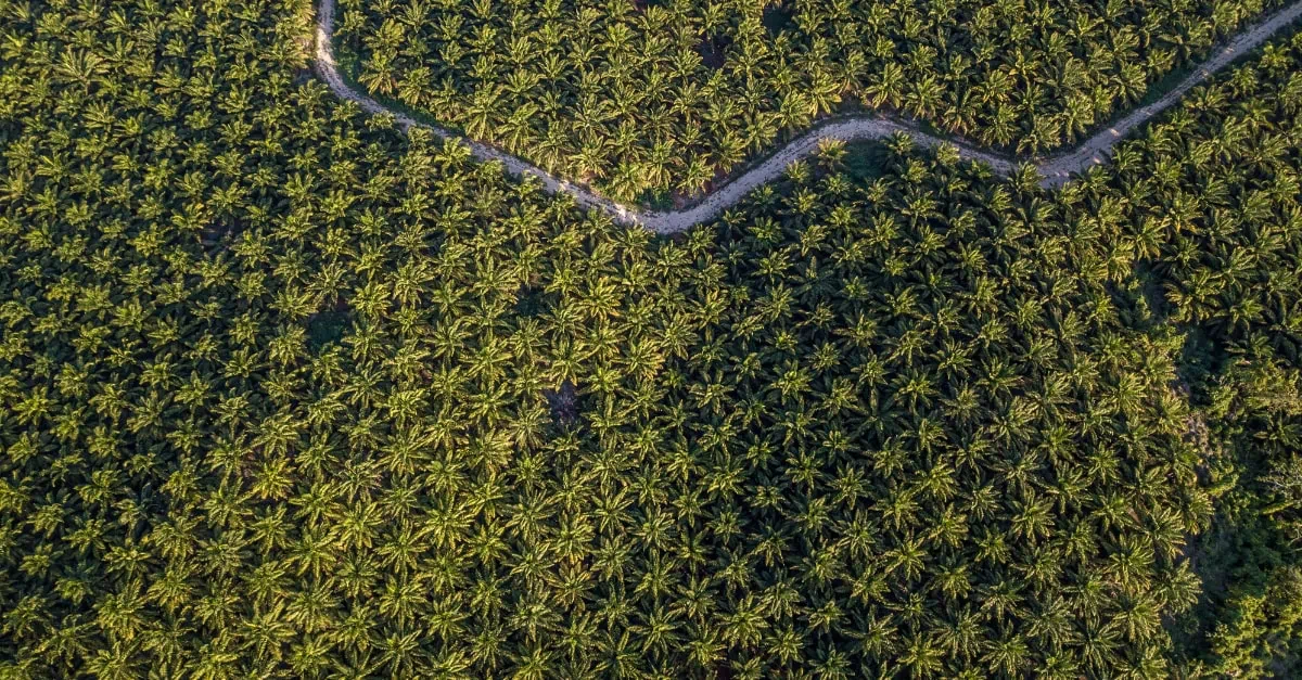 Indonésia Inicia Testes com Biodiesel B50. Meta de Implementação é em 2026